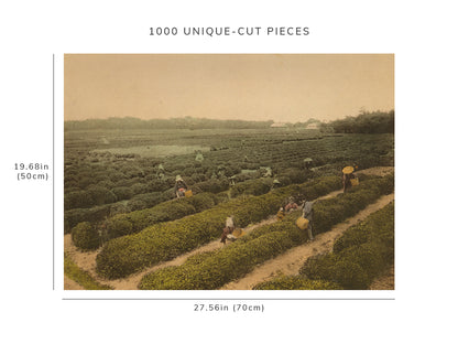 1000 piece puzzle - 1916 Tea garden and pickers | Uji, Japan | Birthday Present Gifts | Jigsaw games