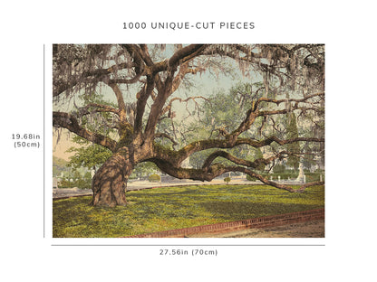 1000 piece puzzle - 1900 | Live oak | Magnolia Cemetery, Charleston, SC | Family Entertainment