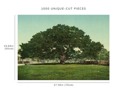 1000 piece puzzle - 1901 | Mammoth oak | Pass Christian | MS | Mississippi | Birthday Present Gifts
